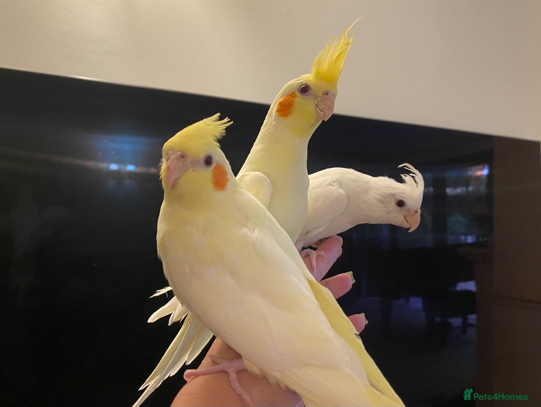 Cockatiels birds for sale: Extra Silly Tame Hand Reared Baby Cockatiels  - Image 2