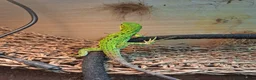 Iguana reptiles for sale: Mexican spiny tailed iguana  in Gloucester - Advert 3