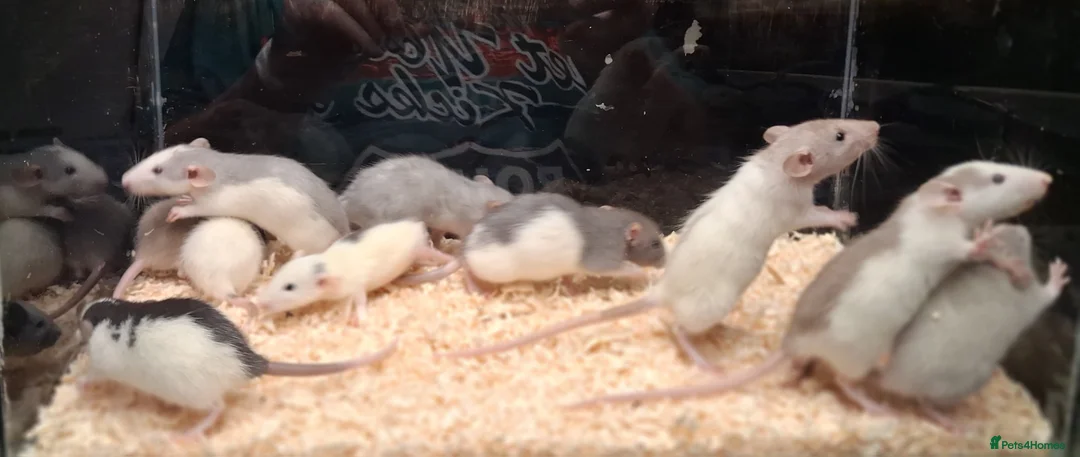 Rat rodents for sale: Baby Dumbo rats, natural, Rex , Nakeds - Advert 24