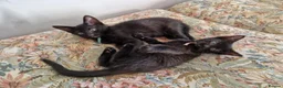 Siamese cats for sale: Old Style Siamese Kittens For Sale in Abingdon - Advert 5
