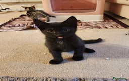 European cats for sale: 7 Lovely tabby kittens for sale - Image 7