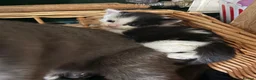 Mixed Breed cats for sale: Black and white kittens - Advert 3