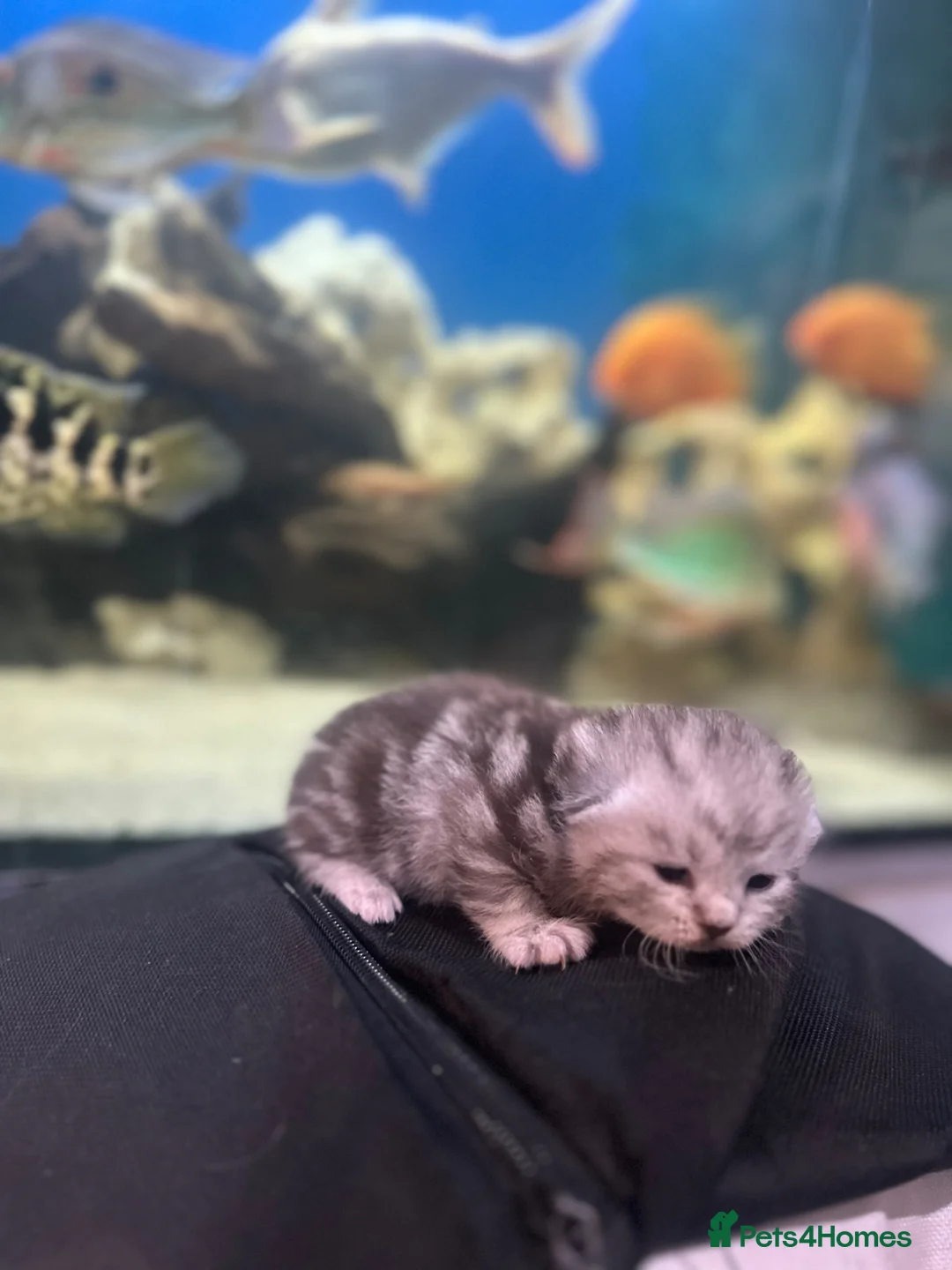 Maine Coon cats for sale: Maine coon x bsh kittens! - Advert 2