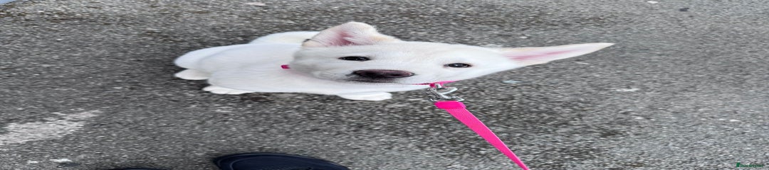Akita Purple