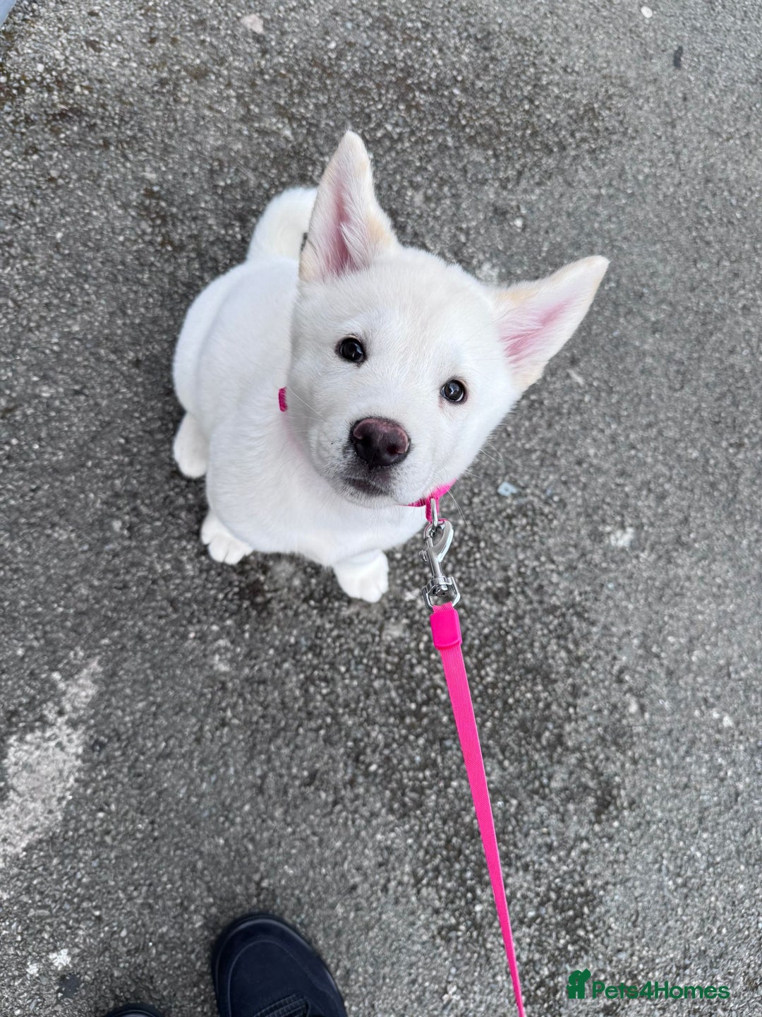 Akita dogs for sale: *Ready* Beautiful white American Akita puppies in Wolverhampton - Image 37
