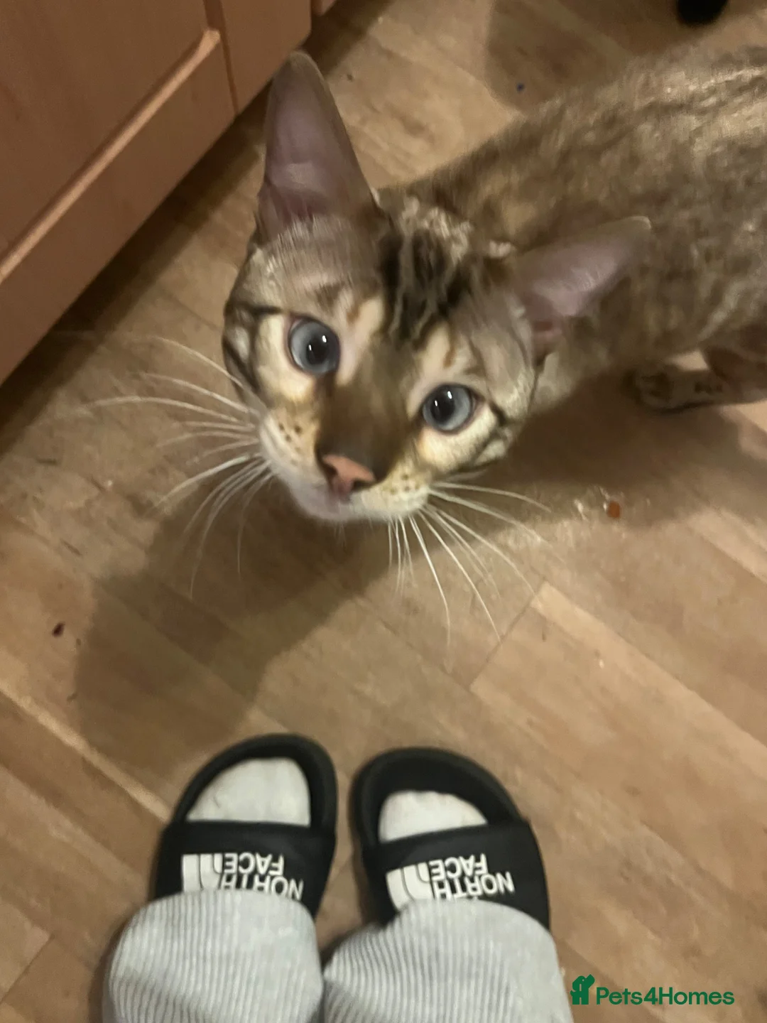 Mixed Breed cats for sale: Bengal x Maincoone cross Kittens  - Advert 1