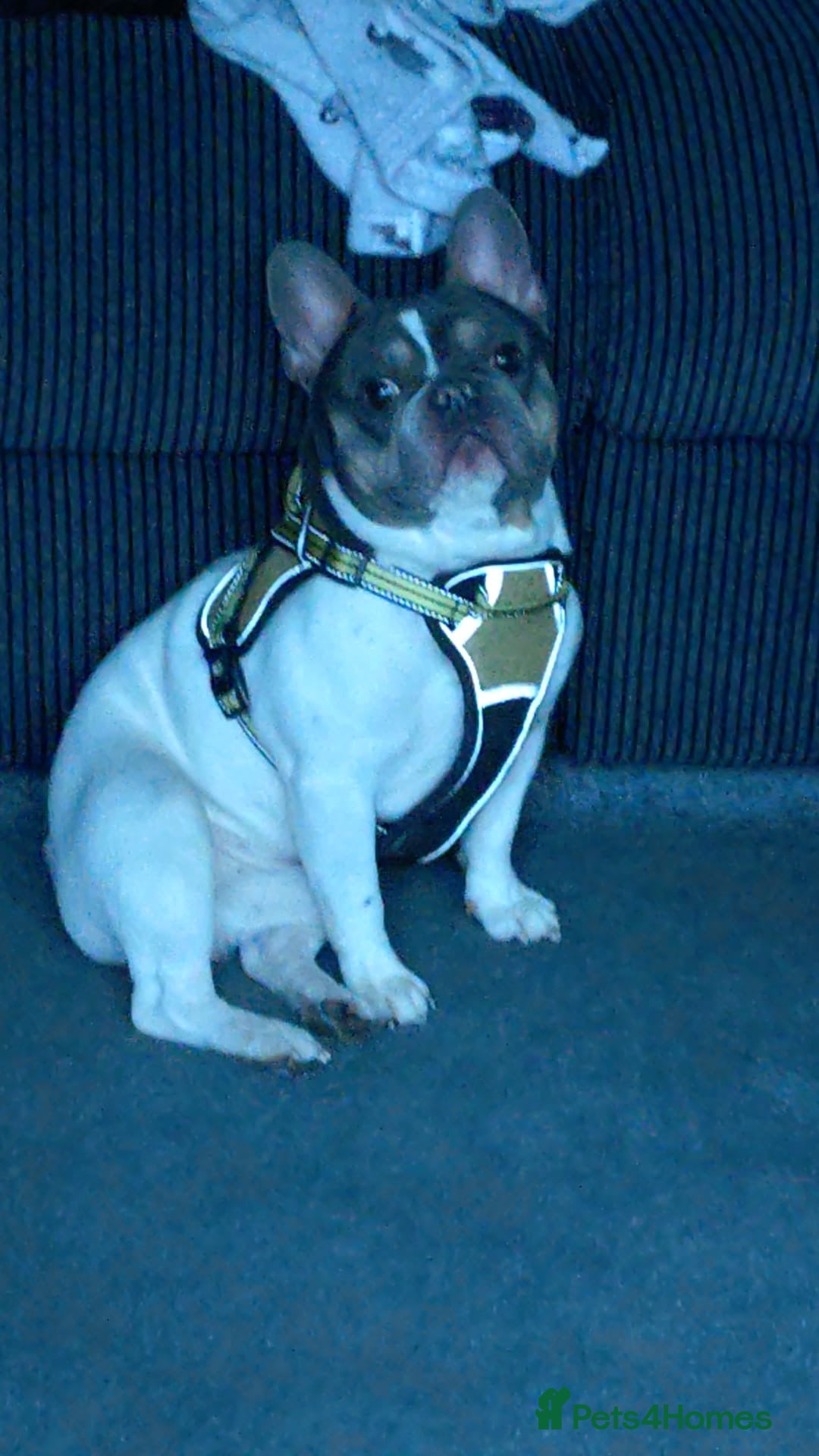 French Bulldog dogs French bulldog  - Advert 6