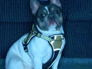 French Bulldog dogs French bulldog - Advert 6