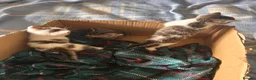 Mixed Breed cats for sale: Gorgeous litter of playful kittens - Advert 4