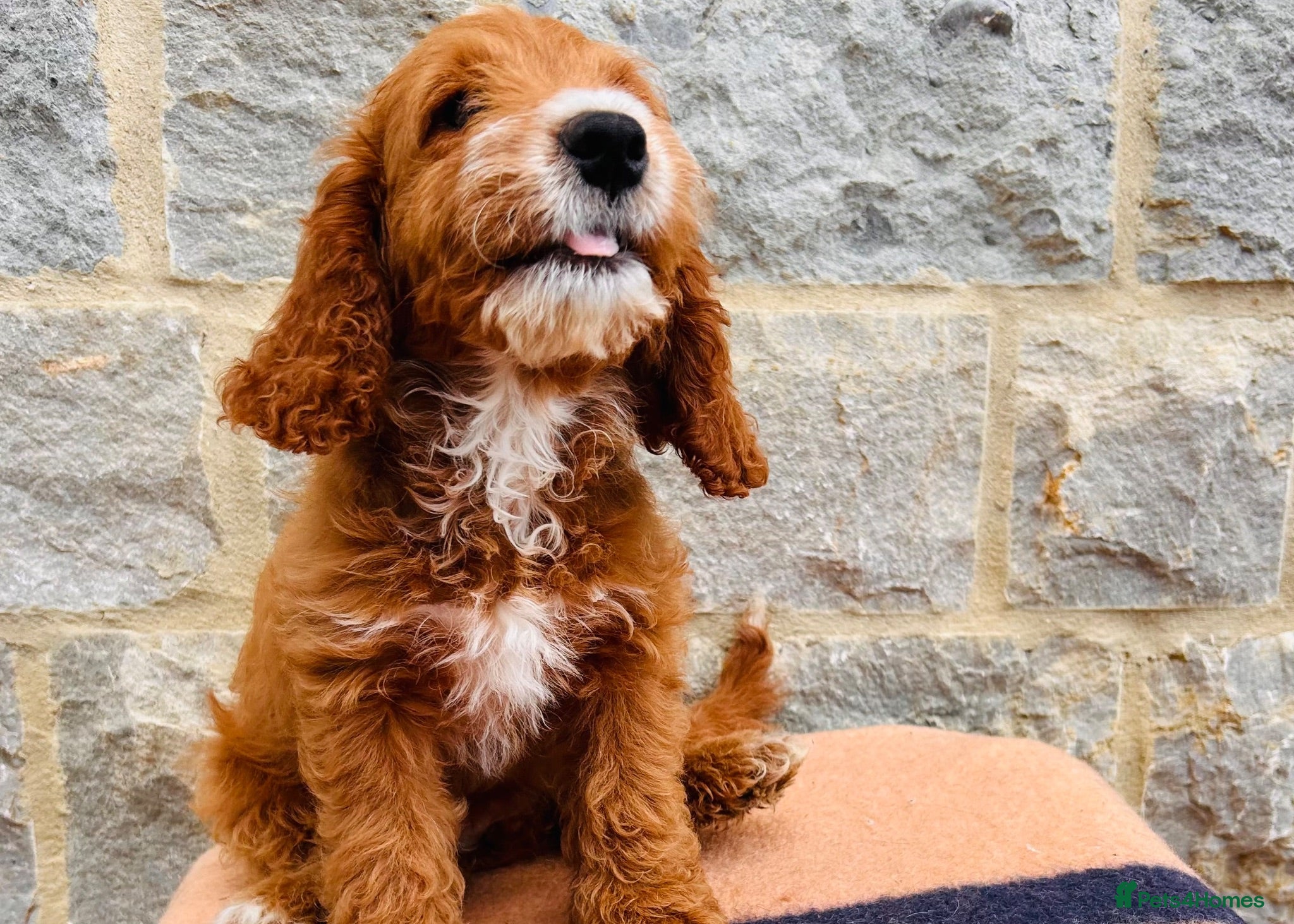 Cockapoo dogs 🧡💛 ADORABLE F1B COCKAPOO PUPPIES 💛🧡 - Advert 1