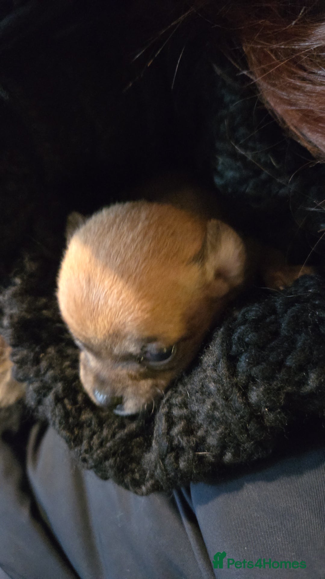 Chihuahua dogs for sale: Male chihuaha puppy  - Advert 2