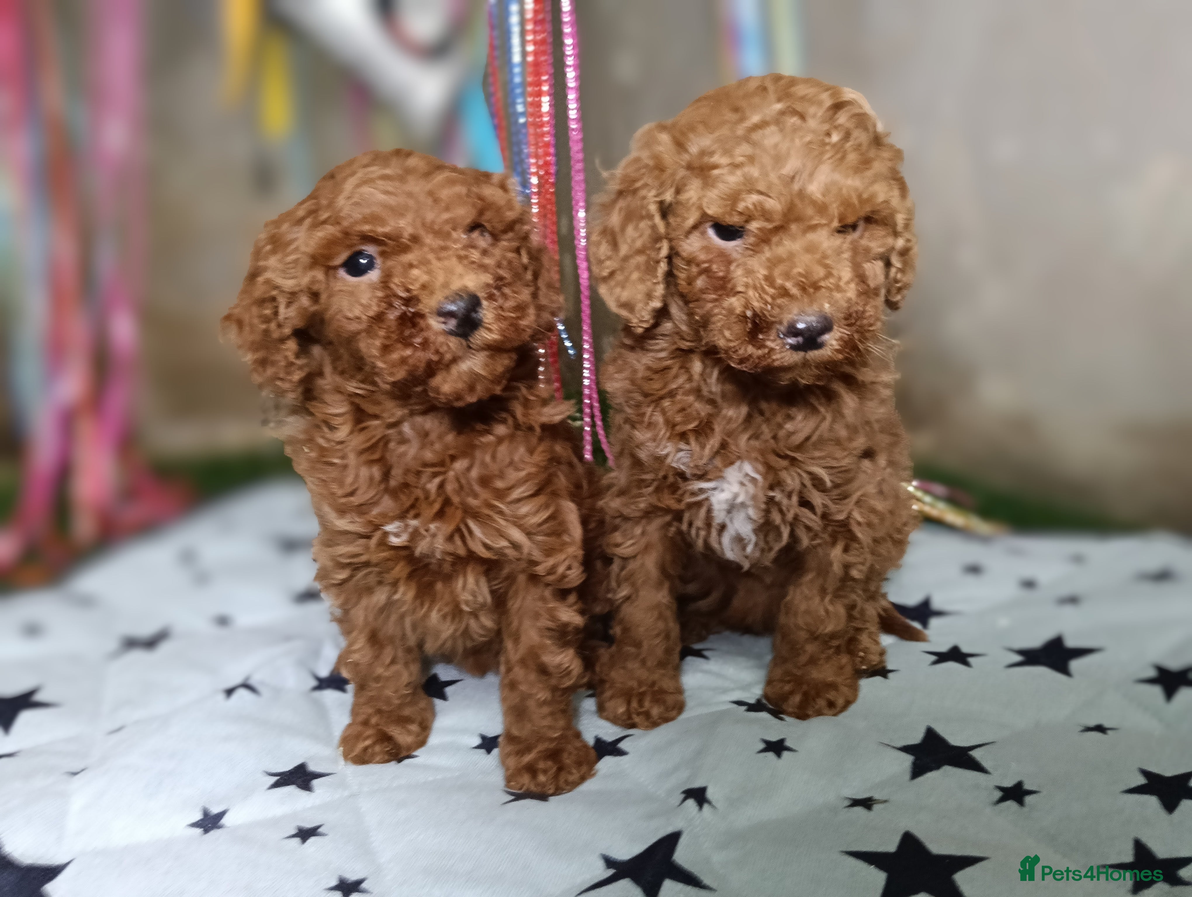 Miniature Poodle dogs Adorable Ruby Red & white female miniature poodles - Advert 13