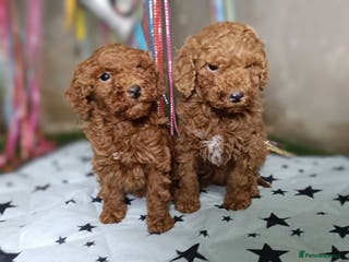 Miniature Poodle dogs Adorable Ruby Red & white female miniature poodles - Advert 4