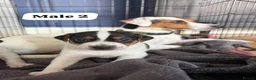 Jack Russell dogs for sale: 3 beautiful Jack Russell puppies - Advert 10