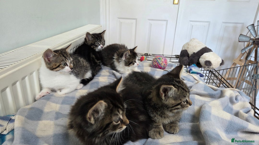 Mixed Breed cats for sale: Mixed Breed Kittens - Image 6
