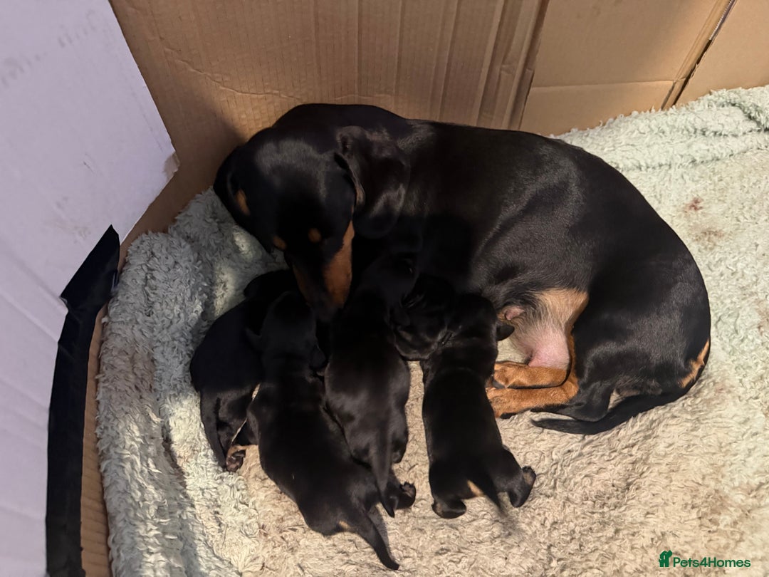 Miniature Dachshund dogs for sale: Miniature dachshund  - Image 5