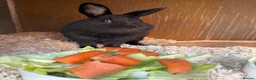 Mixed Breed rabbits for sale: Two gorgeous bonded boy rabbits for sale - Advert 6