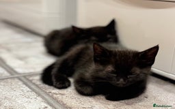 Domestic Shorthair cats for sale: Sweet Black Kitten Ready for Forever Home 🐾 - Image 7
