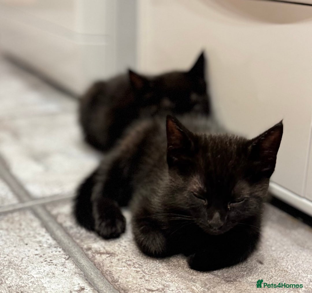 Domestic Shorthair cats for sale: Sweet Black Kitten Ready for Forever Home 🐾 - Image 7