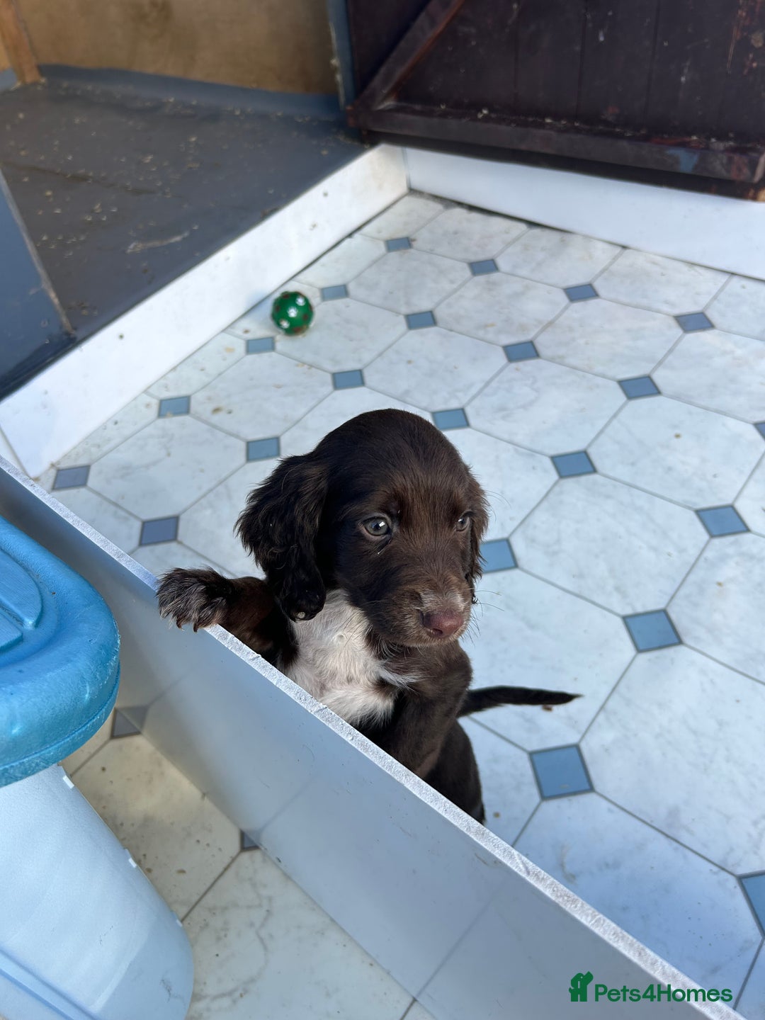 Cocker Spaniel dogs for sale: Cocker spaniel puppy’s  - Image 1