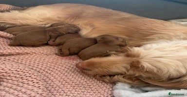 Cockapoo dogs - Advert 4