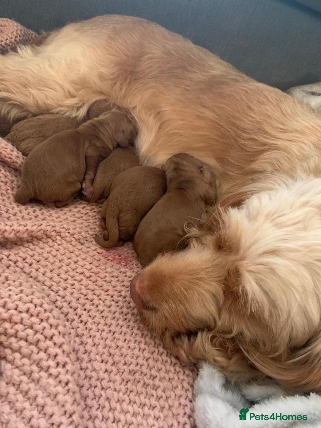 Cockapoo dogs for sale: Cockerpoo Pups by POLICE K9 Behaviourist  - Image 2