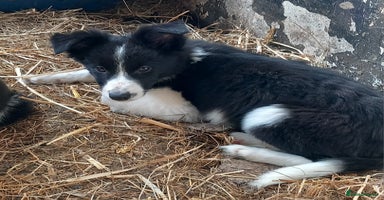 Border Collie dogs - Advert 8