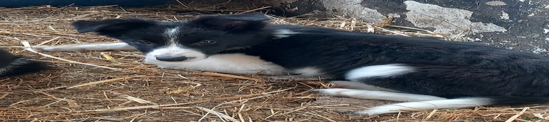 Border Collie Puppy 3