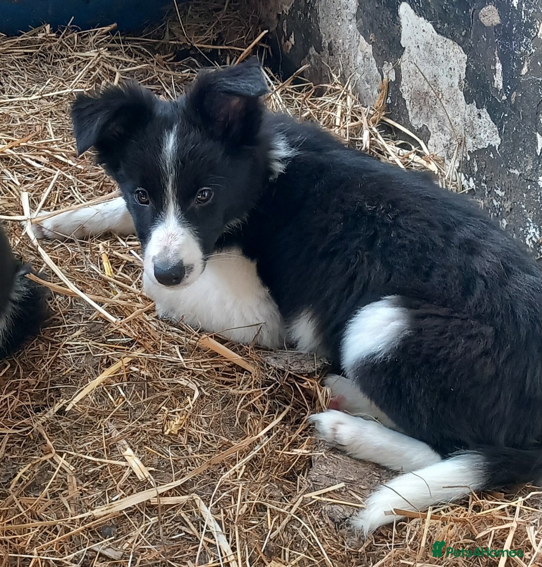 Border Collie dogs for sale: Border Collie Puppies 12 weeks old - Image 2