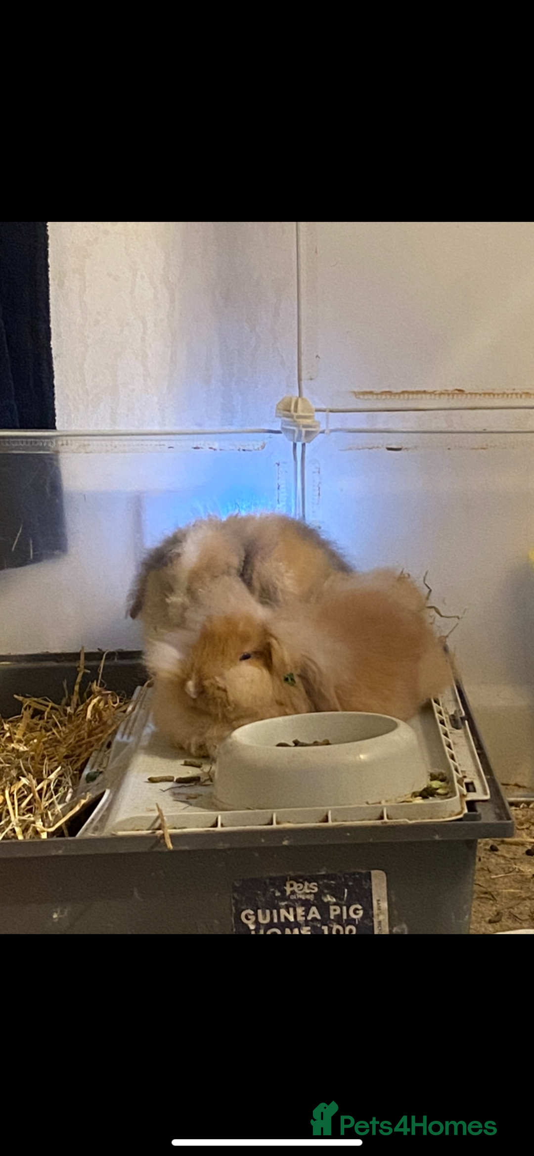 Lionhead rabbits for sale: ⭐️Beautiful lionhead bunnies⭐️ - Advert 6