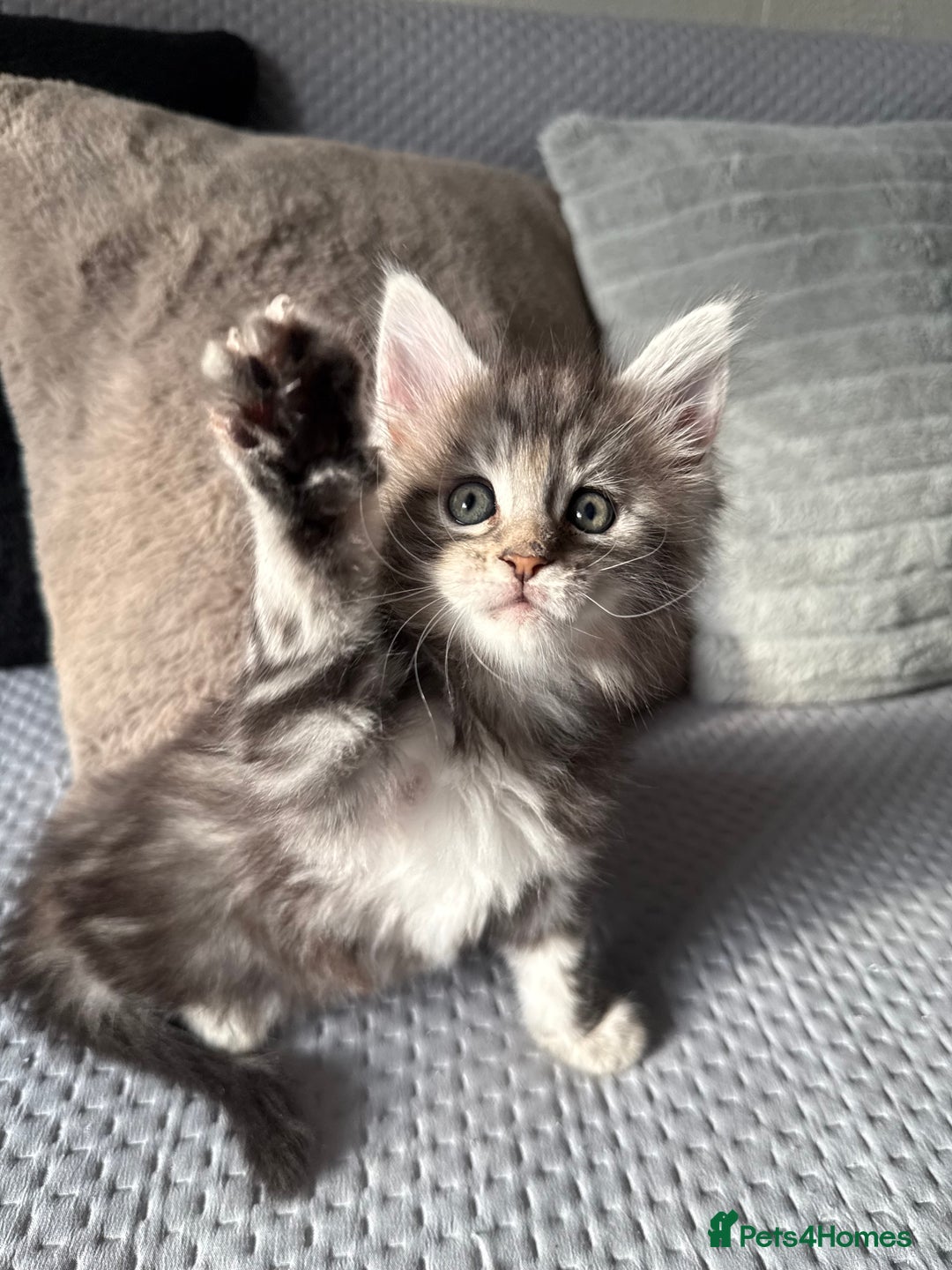 Maine Coon cats for sale: XL Russian Lines TICA registered Maine Coon Boy - Image 6