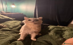 British Shorthair cats for sale: Ready nowBeautiful lilac tortie kitten - Image 3