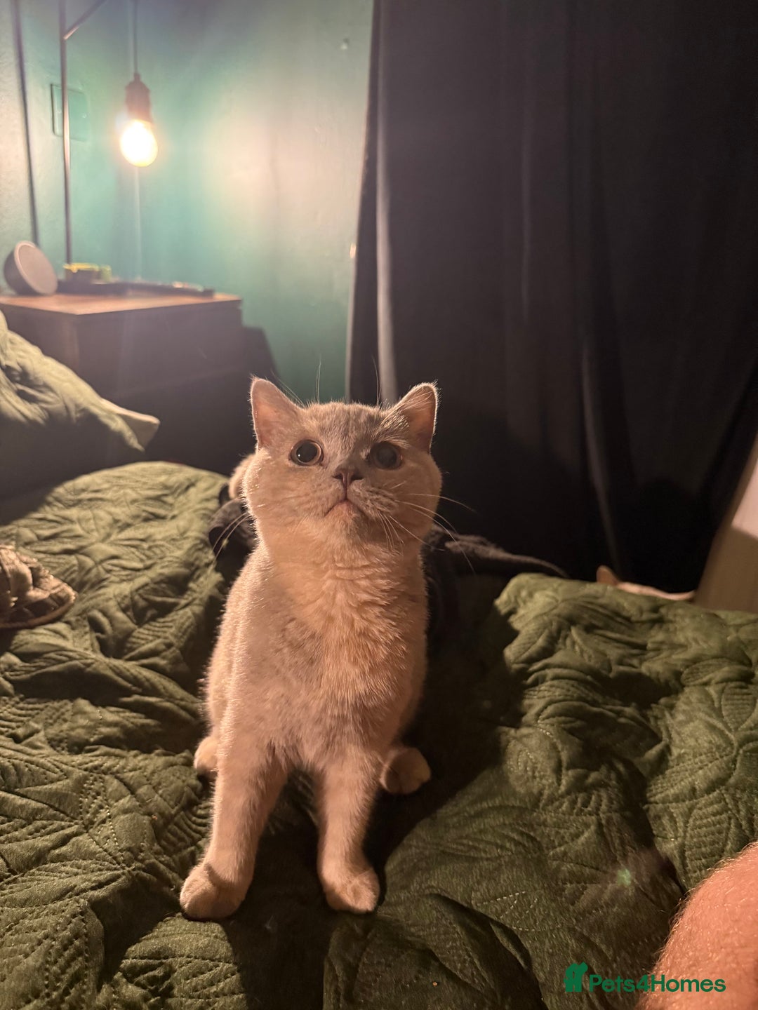British Shorthair cats for sale: Ready nowBeautiful lilac tortie kitten - Image 3