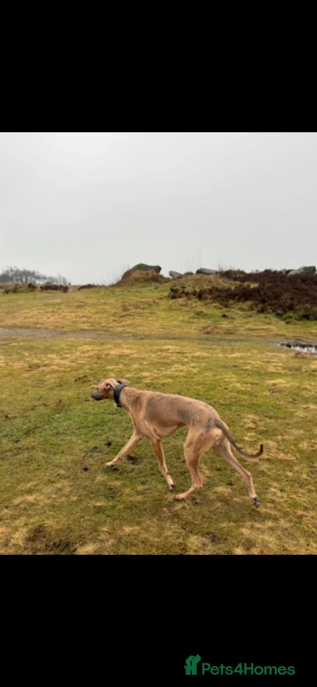 Whippet dogs for sale: Male KC reg whippet - Advert 6