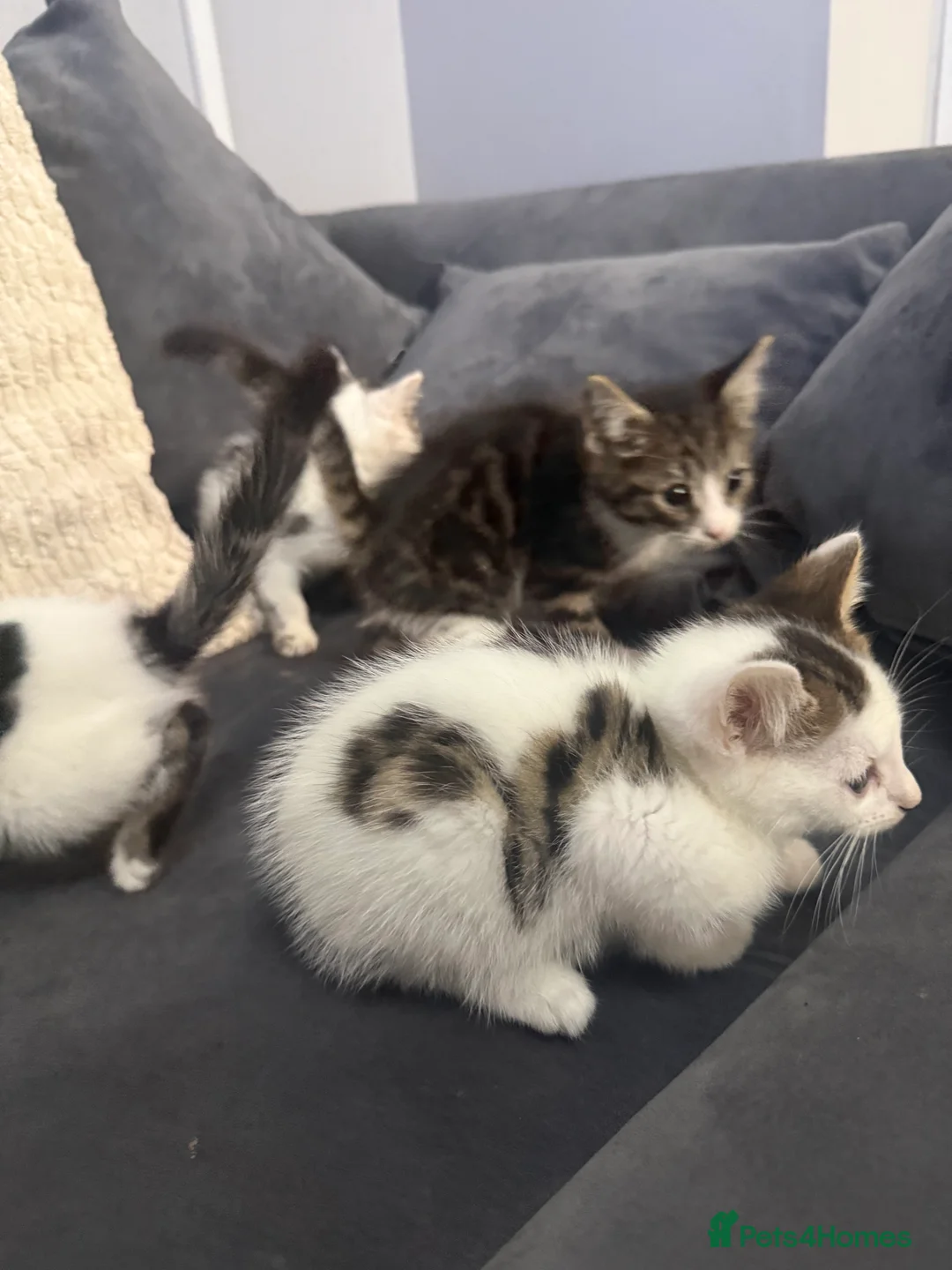 Mixed Breed cats for sale: 4 cute kittens ready now 💙💙💙💗 - Advert 4