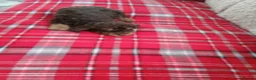 Cavapoo dogs for sale: Beautiful cavapoo puppies  in Winsford - Advert 9