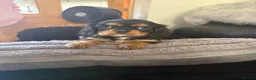 Cavalier King Charles Spaniel dogs for sale: 💙Ready now Kc dna clear cavalier pupies 💙 - Advert 20
