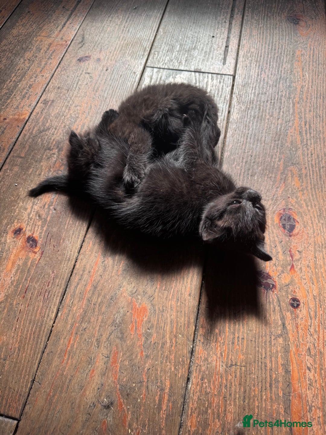 British Longhair cats for sale: 4 beautiful kittens - Image 7