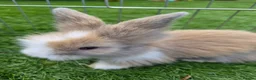 Angora rabbits for sale: Angora x lion head available from 29th Aug in Manchester - Advert 7