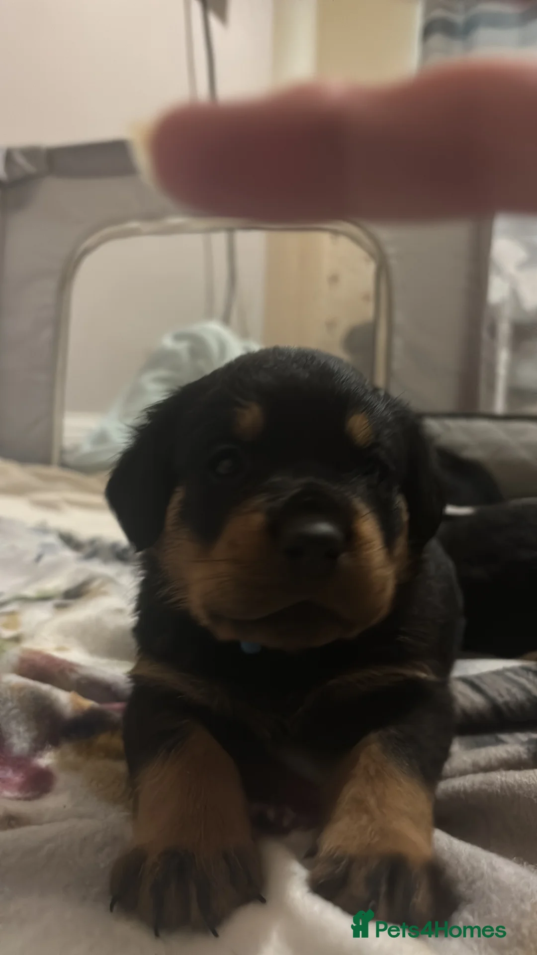 Rottweiler dogs for sale: Rottweiler puppy ONE girl left  - Advert 13