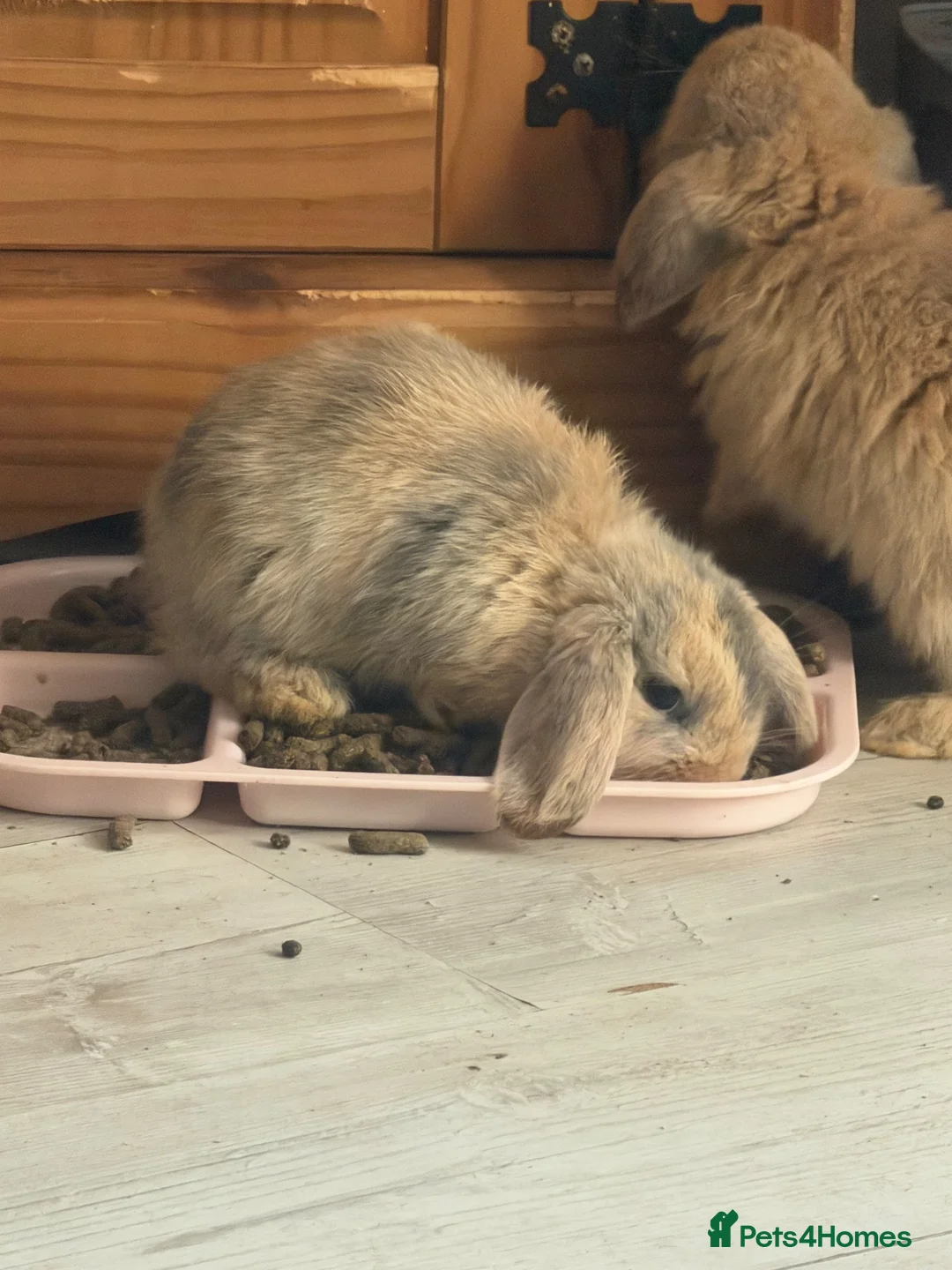 Mixed Breed rabbits for sale: Baby bunnies  - Advert 7