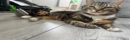 Mixed Breed cats for sale: Black and white kitten £50 - Advert 13