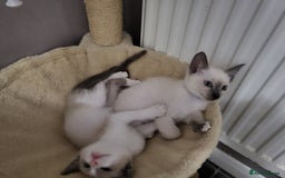 Snowshoe cats for sale: Rare Pedigree Snowshoe Kittens  - Image 11