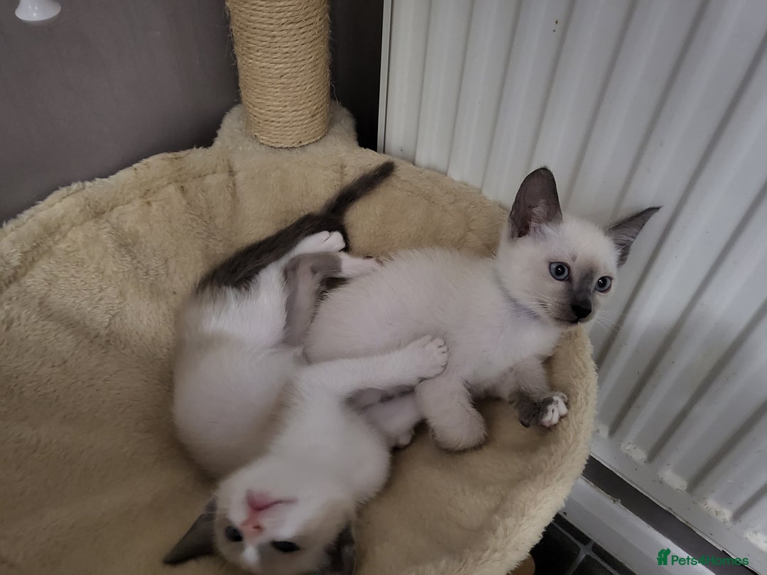 Snowshoe cats for sale: Rare Pedigree Snowshoe Kittens  - Image 11