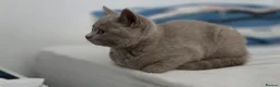 British Shorthair cats for sale: Pedegree Lilac gorgeous BSH short hair - Advert 11