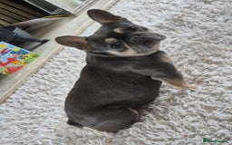 French Bulldog dogs for sale: French Bulldog girl  - Image 1