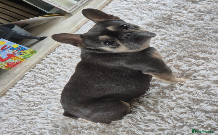 French Bulldog dogs - Advert 13