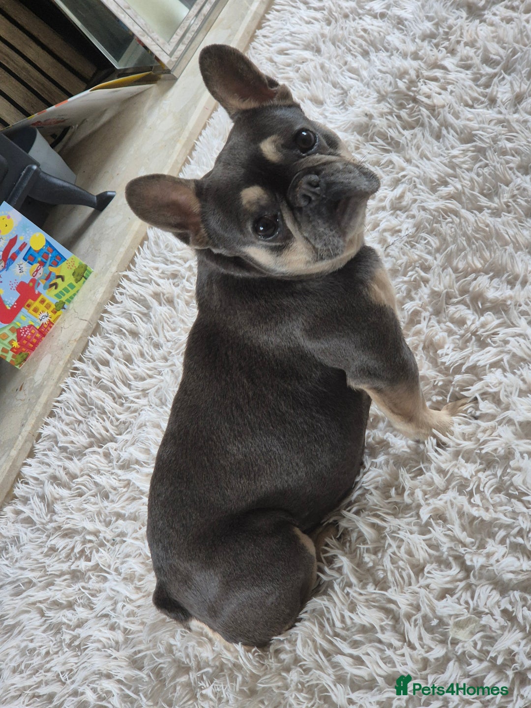 French Bulldog dogs for sale: French Bulldog girl  - Image 1