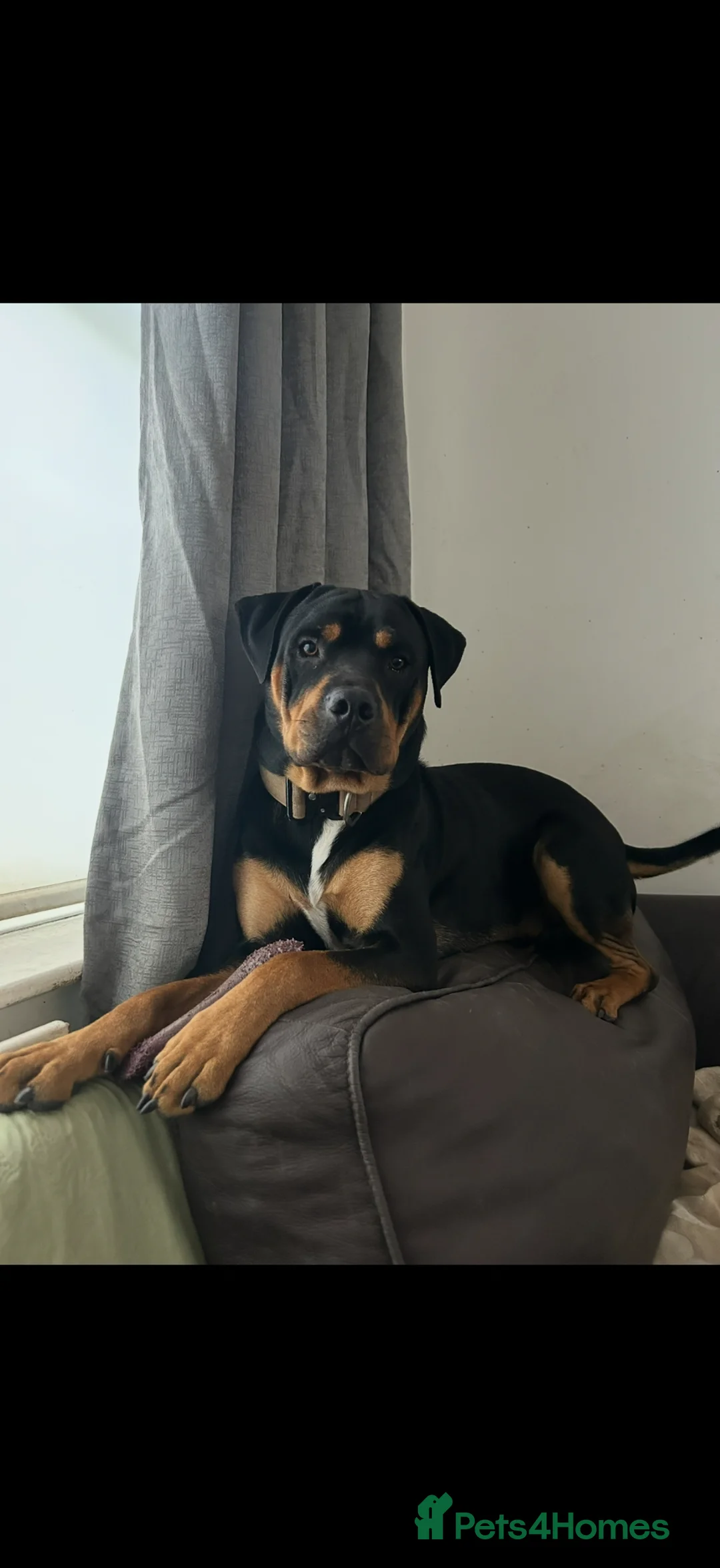 Mixed Breed dogs for sale: Alex ❤️ Urgent Re-Home  in Saint Helens - Advert 6