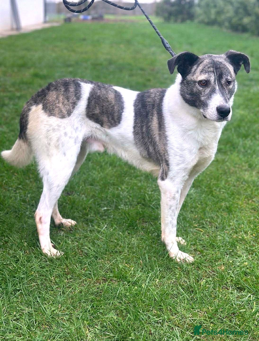 Mixed Breed dogs 🌟 Marley 💛 5 years in shelter, still hoping - Advert 14